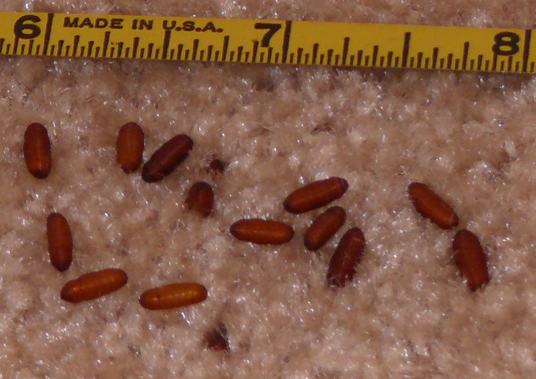 Pupae.jpg Pupae.jpg